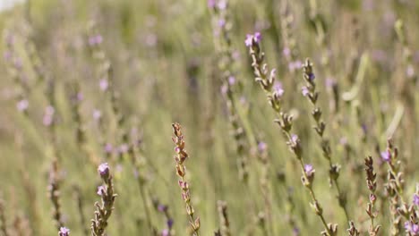 Primer-Plano-De-Plantas-En-Un-Jardín-Soleado,-Cámara-Lenta