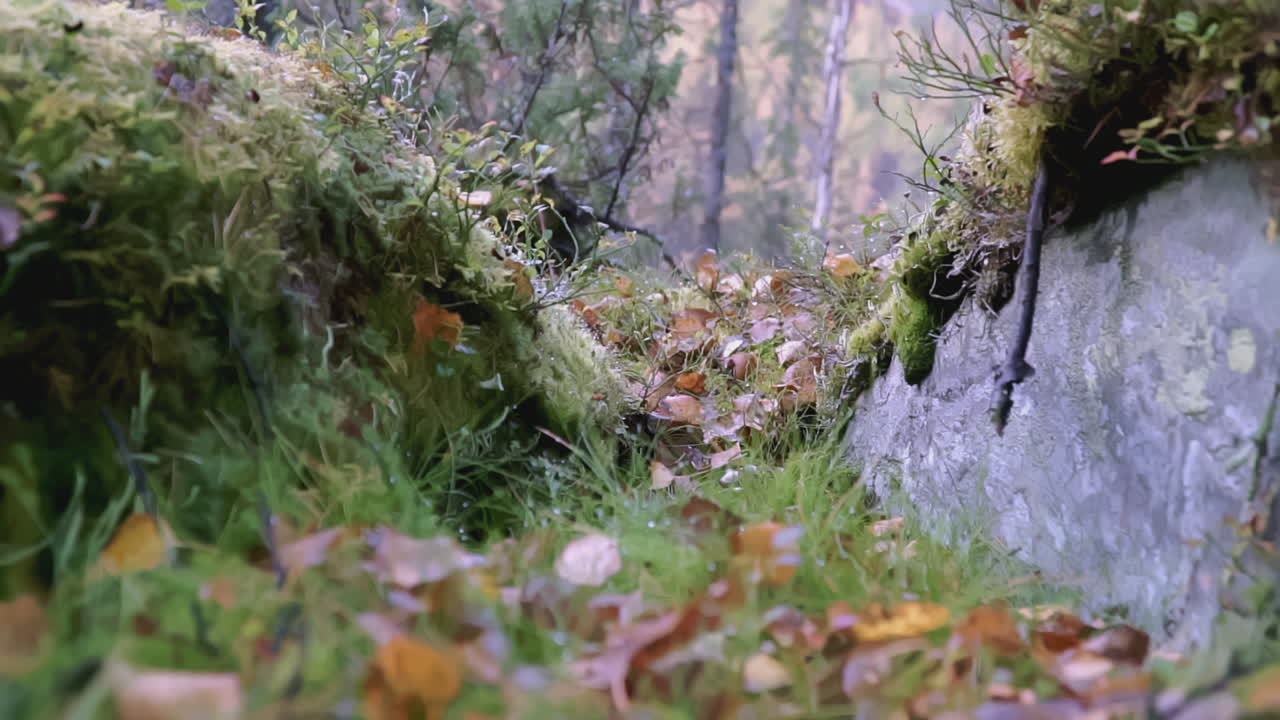 camino del bosque de otoño