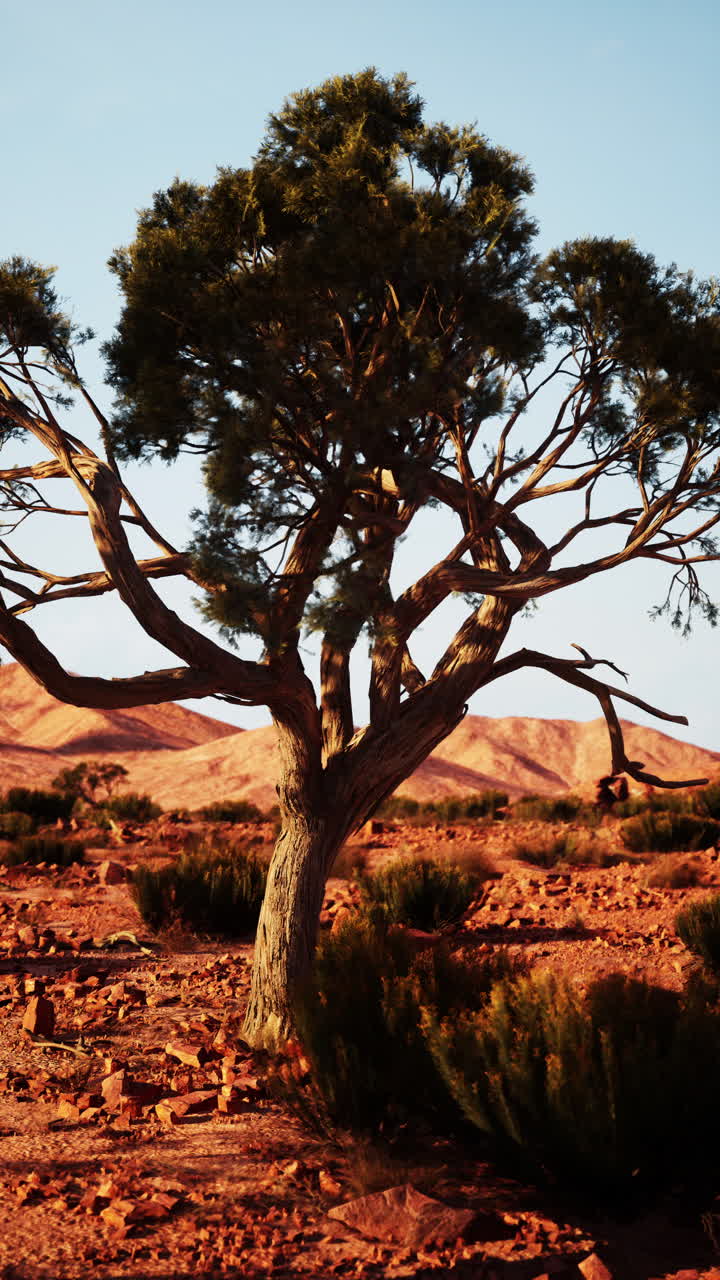 네바다 사막에 서 있는 외로운 나무