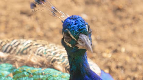 Der-Indische-Pfau-(Pavo-Cristatus),-Auch-Gemeiner-Pfau-Oder-Blauer-Pfau-Genannt,-Ist-Eine-Auf-Dem-Indischen-Subkontinent-Beheimatete-Pfauenart.