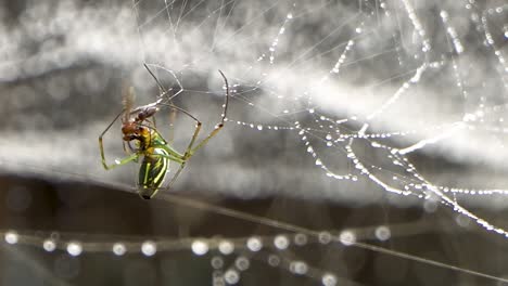 Araña-Envuelve-A-Su-Presa-Atrapada-En-Una-Red-Cubierta-De-Gotas-De-Rocío,-Tejedor-De-Orbes