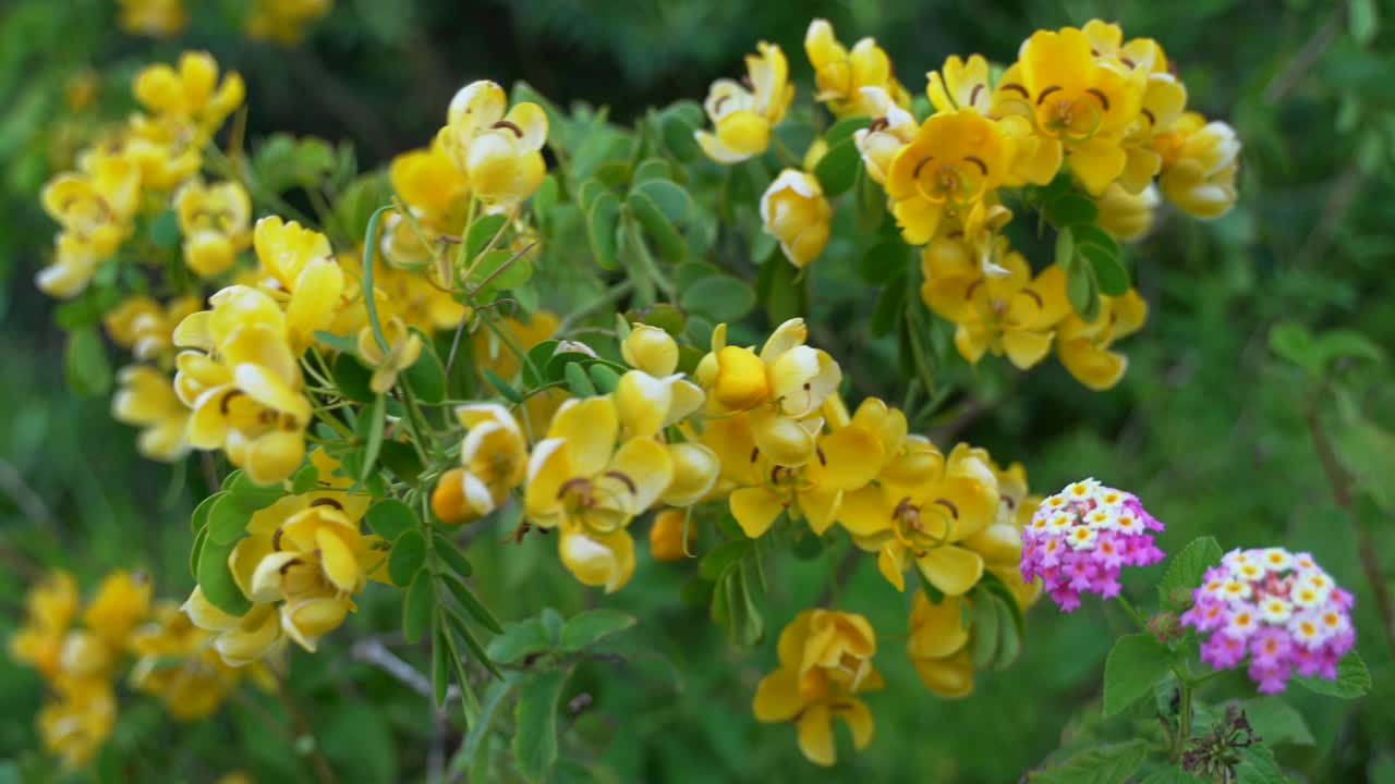 지역 공원의 많은 색상
