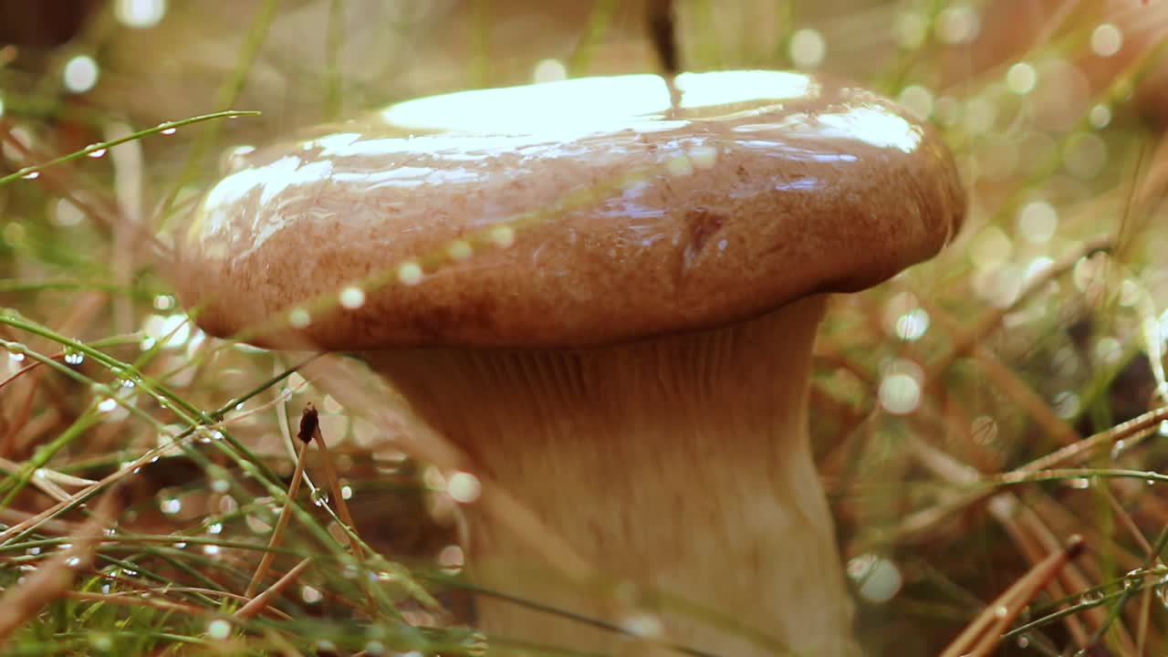 Mushroom Boletus In a Sunny forest in the rain.