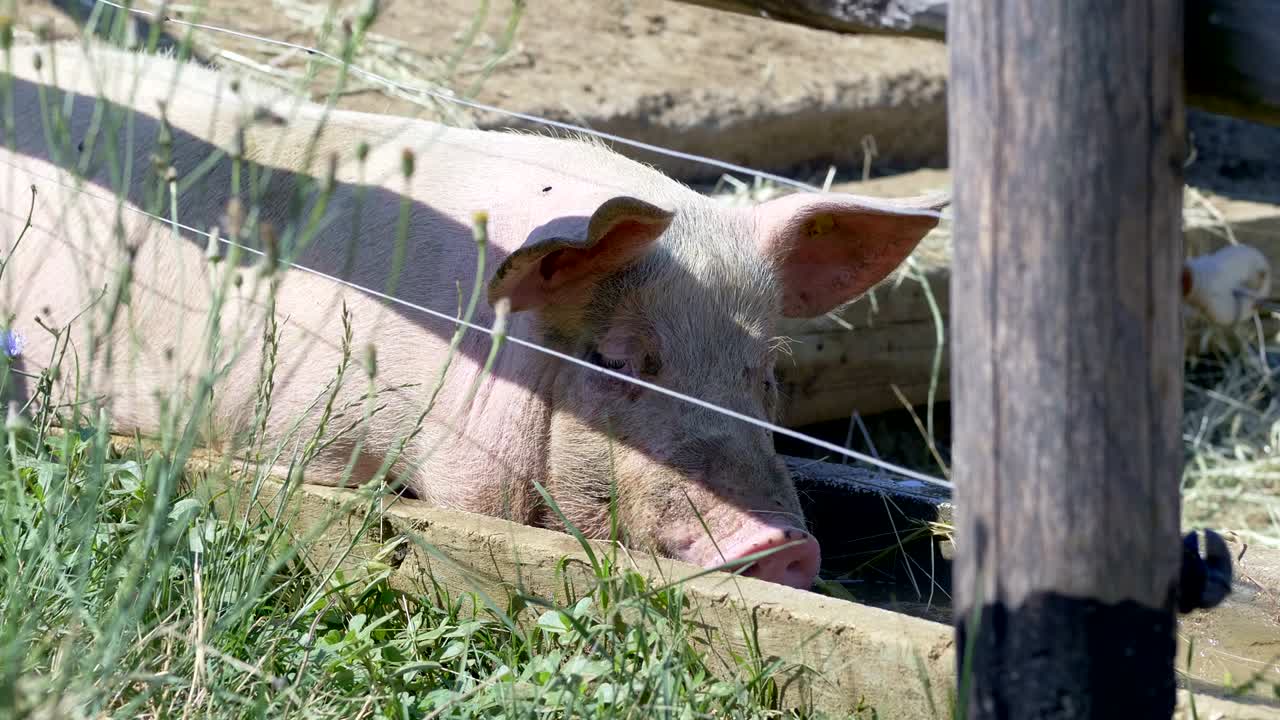 웃긴 큰 분홍색 돼지 물을 마시고