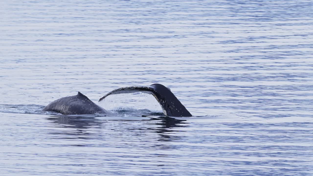Humpback Whales Showing Tails