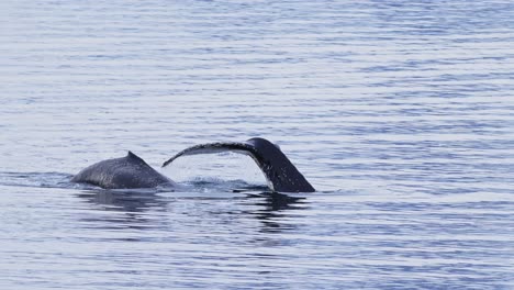 humpback whales showing tails