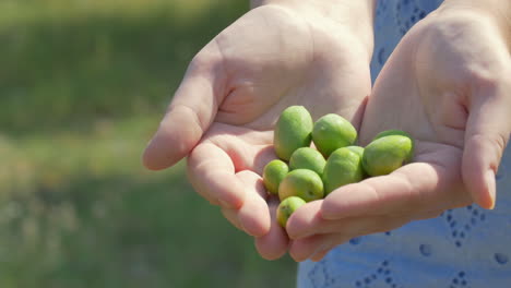 female hands with green olives