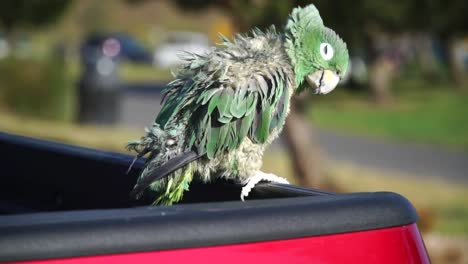 closeup of a scrawny parrot on a pickup truck