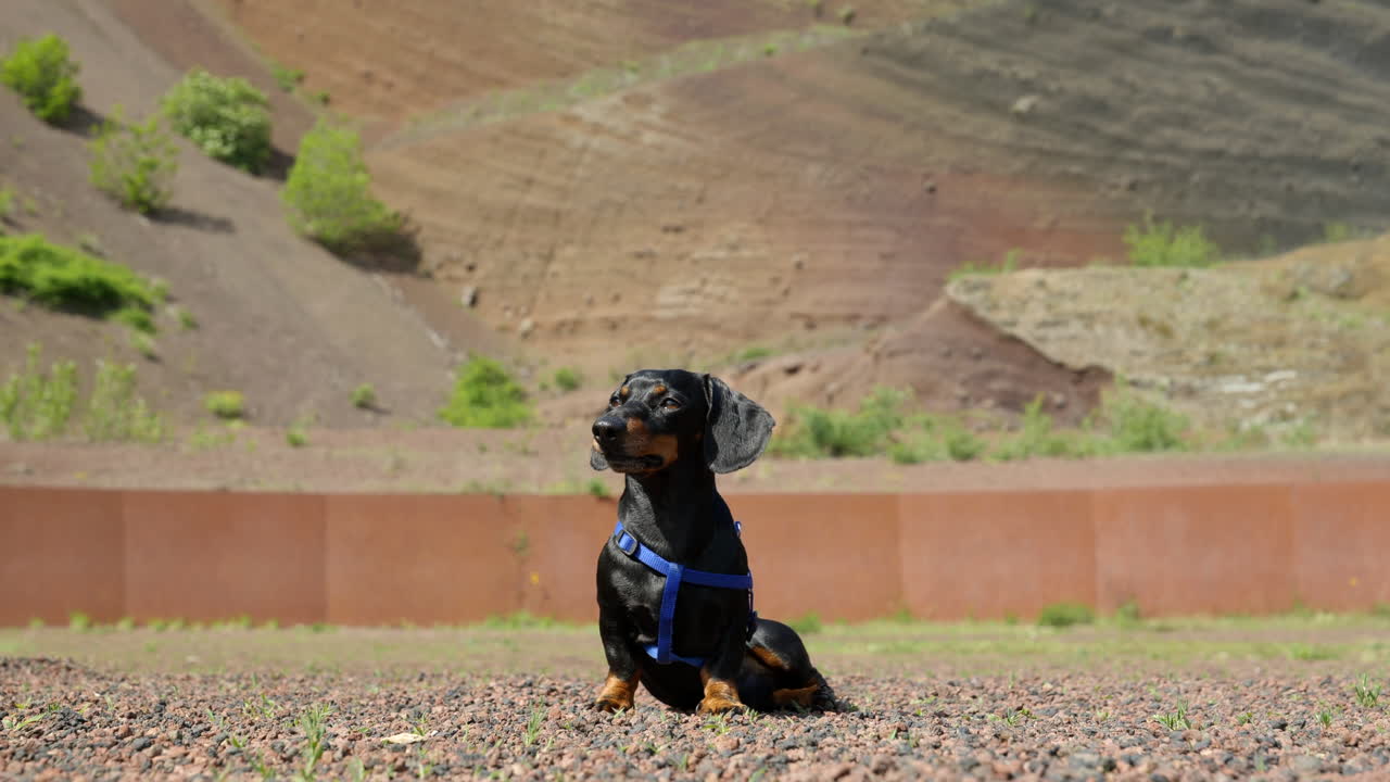 dachshund en miniatura en la correa sentado, siguiendo algo lentamente con la mirada