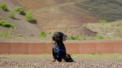 dachshund en miniatura en la correa sentado, siguiendo algo lentamente con la mirada