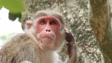 single monkey watching on the tree