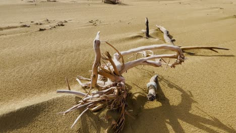 sun-bleached driftwood on balochistan beach, pakistan