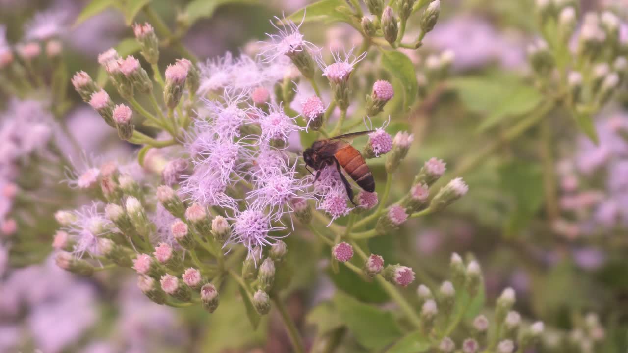 las abejas recogen miel de las flores silvestres