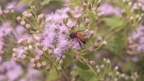 蜜蜂正在從野生花朵上收集蜂蜜