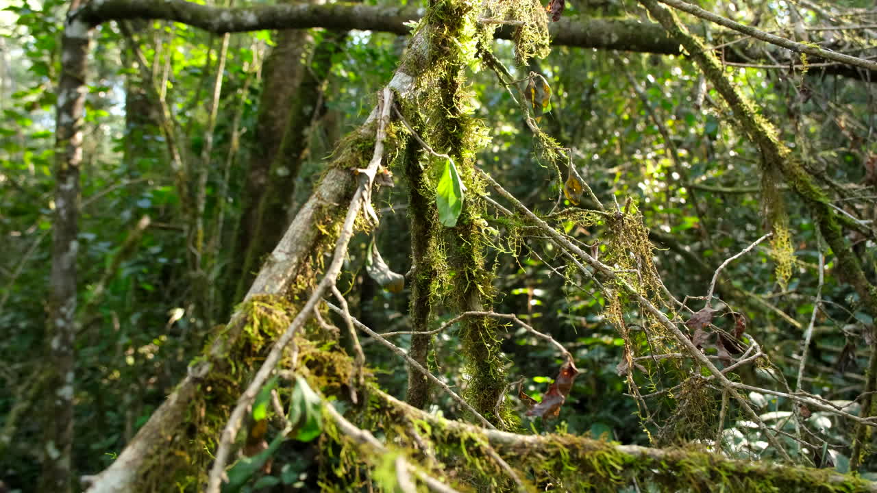 Forest scene with moss covered branches