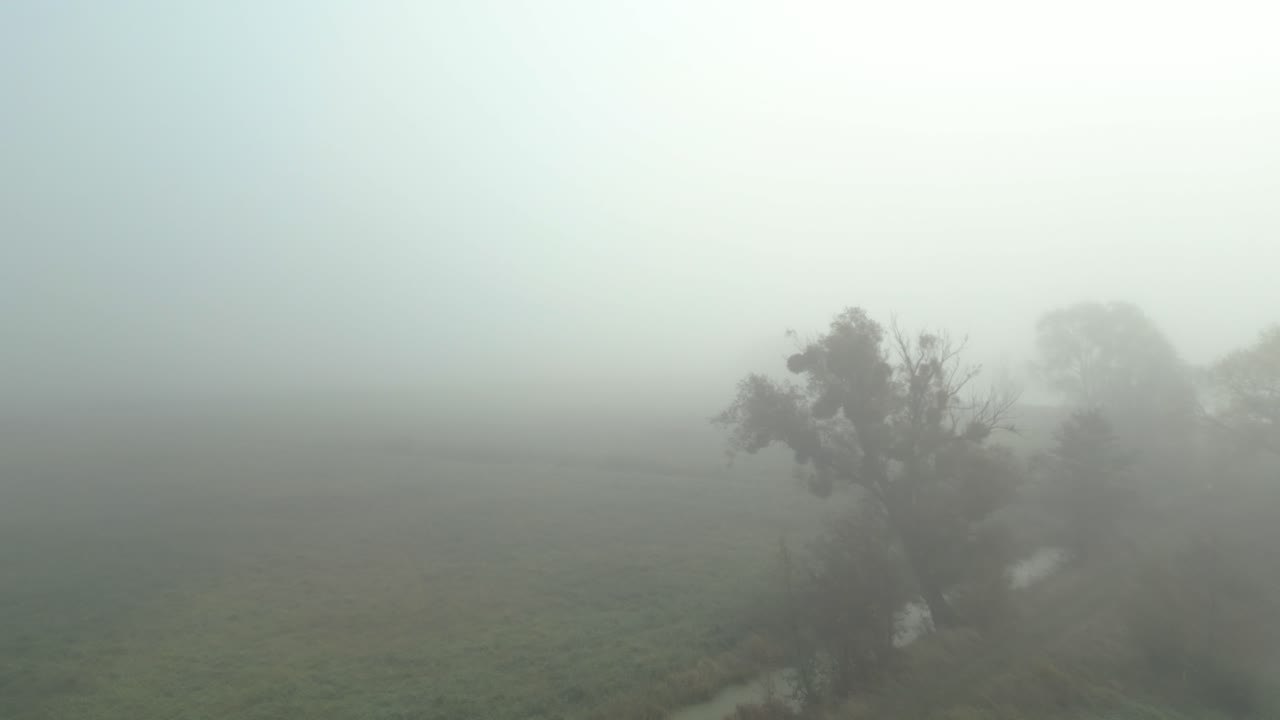 Thick morning fog blankets a quiet field creating a serene and mysterious atmosphere