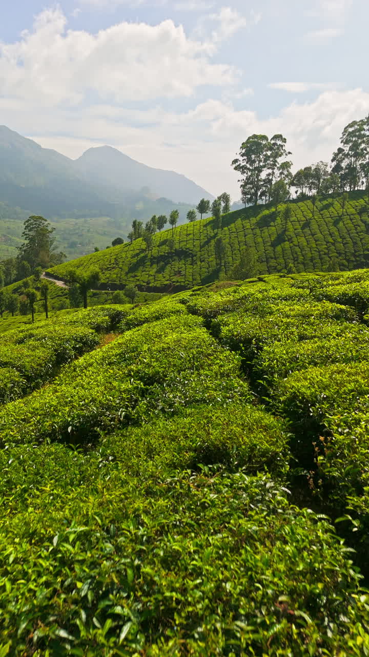 Vertical drone shot tilting over lush tea bush, sunny day in Kerala, India
