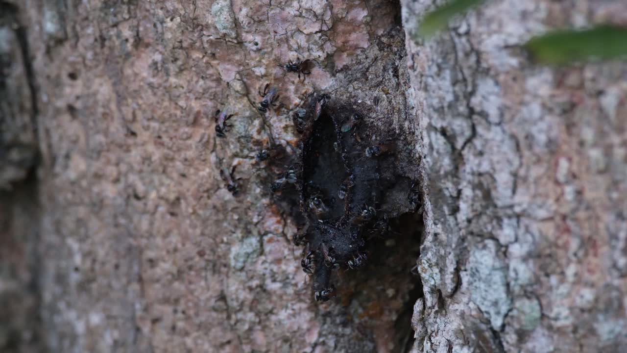 visto desde el lado del árbol mientras vuelan dentro y fuera nd otros que guardan la entrada, abejas sin aguijón, meliponinas, tailandia