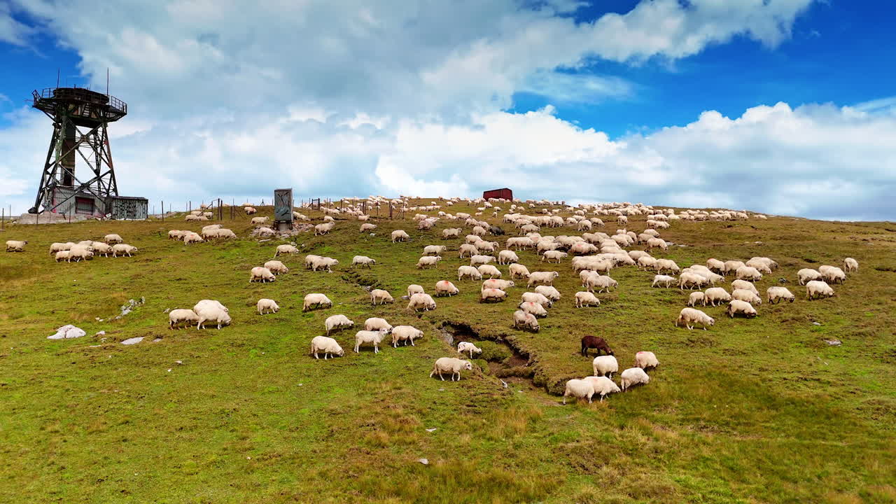 Sheep on hillside under blue sky. A large flock of sheep grazes peacefully on a green hillside under a bright, cloudy sky in the countryside