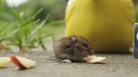 lindo, pequeño ratón comiendo manzana en el jardín, primer plano