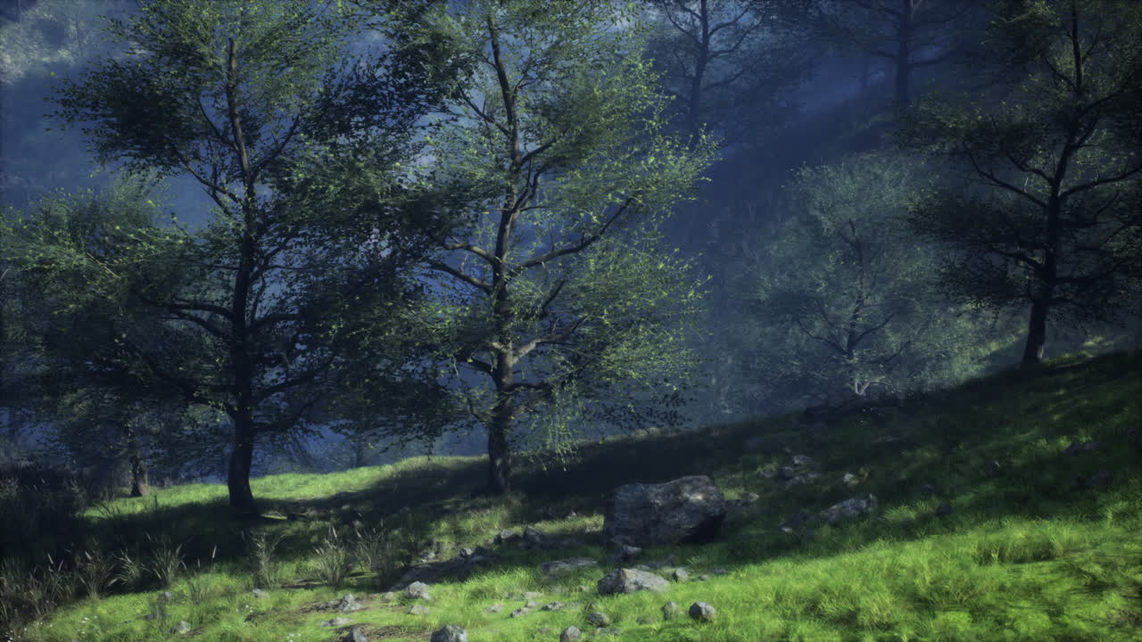 Scena tranquilla della foresta