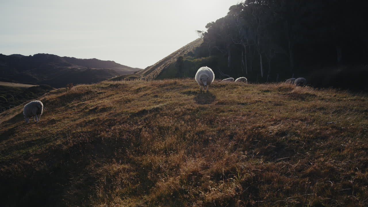 해가 지는 동안 언덕에서 양들이 먹이를 먹고 있다
