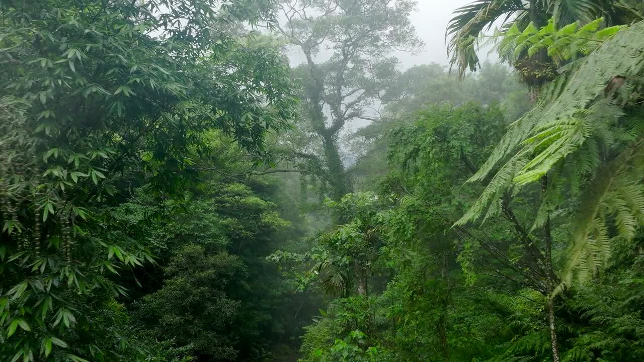 Exotische regenwoudjungle met tropische planten en bomen tijdens een mistige dag in Taiwan