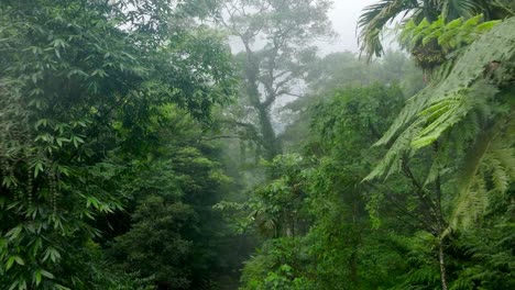 exotic rainforest jungle with tropical plants and trees during foggy day in taiwan