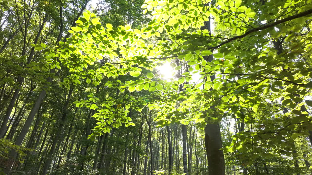 숲의 나무를 통해 빛