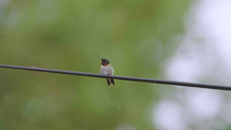 Cute-ruby-throated-hummingbird-flashes-its-throat-plumage-and-then-poops