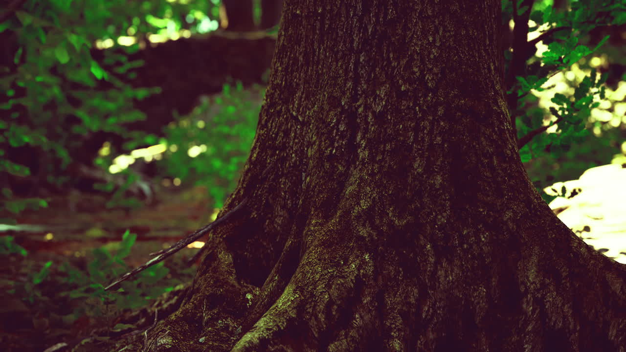 Majestic tree trunk stands proudly in a dense forest during golden hour