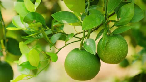 close-up of unripe green sweet lemon, on a tree in a lush orchard. day time, tilting shot, 4k.