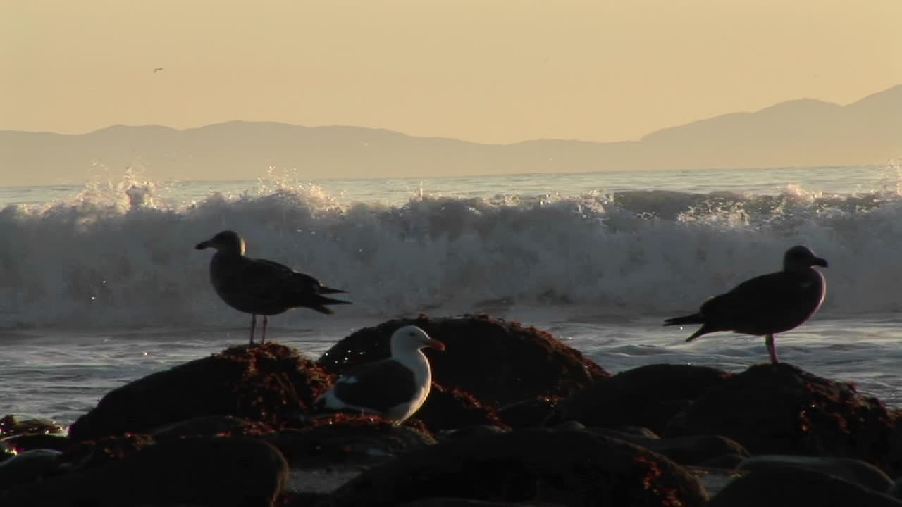 las olas rompen en una playa detrás de las gaviotas