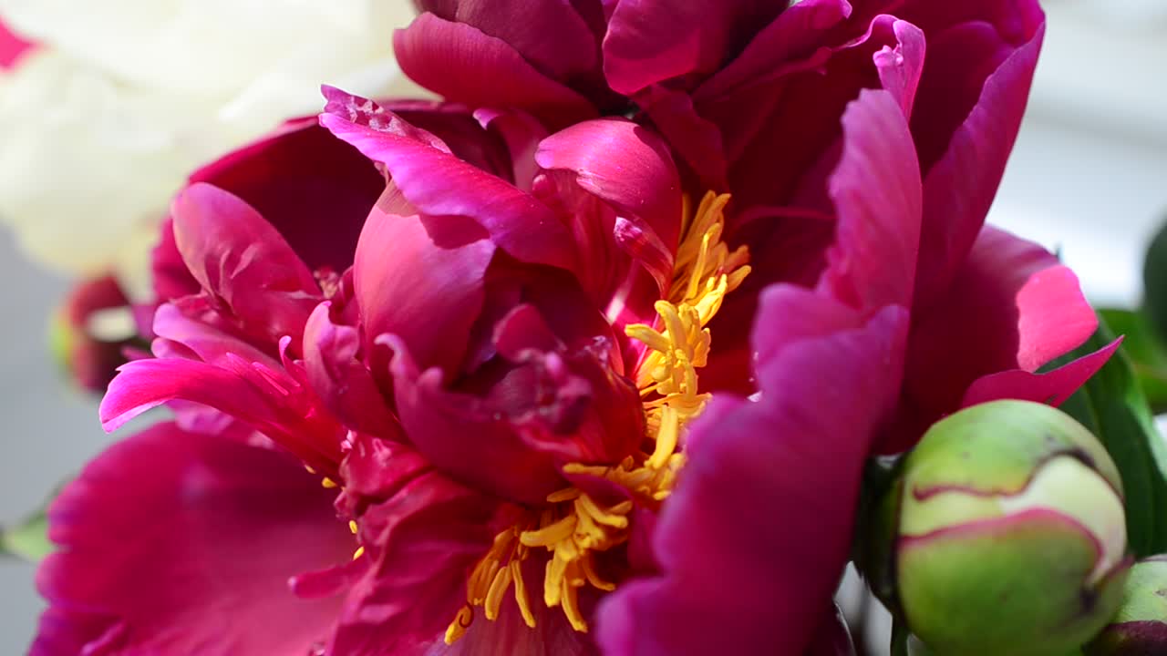 Botões enormes. Peônias da primavera