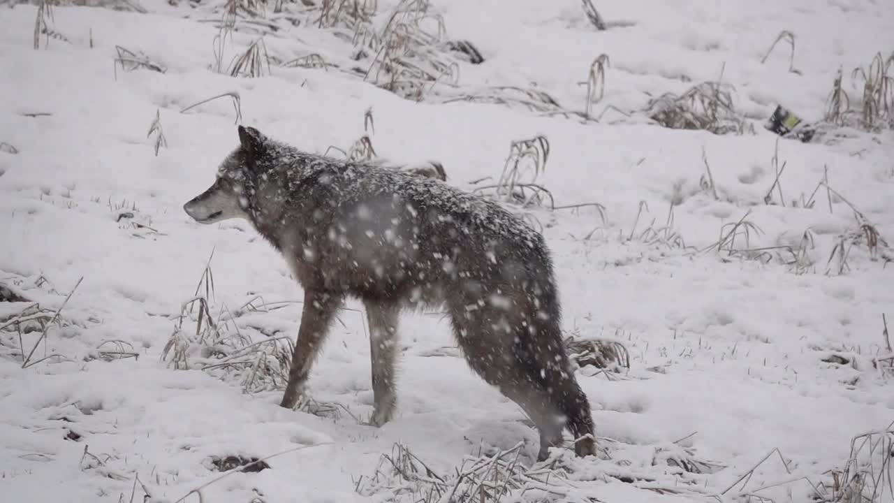 Wolf looking at the camera during an intense snowstorm