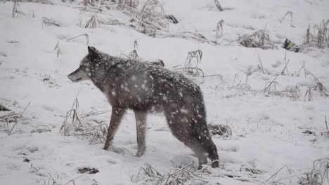 wolf looking at the camera during an intense snowstorm