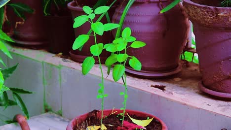 Vistas-Diurnas-Del-árbol-Tulsi-Divino-Desde-Perspectivas-únicas