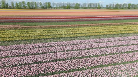 Filas-De-Coloridos-Tulipanes-En-Los-Campos-De-Primavera-Holandeses.