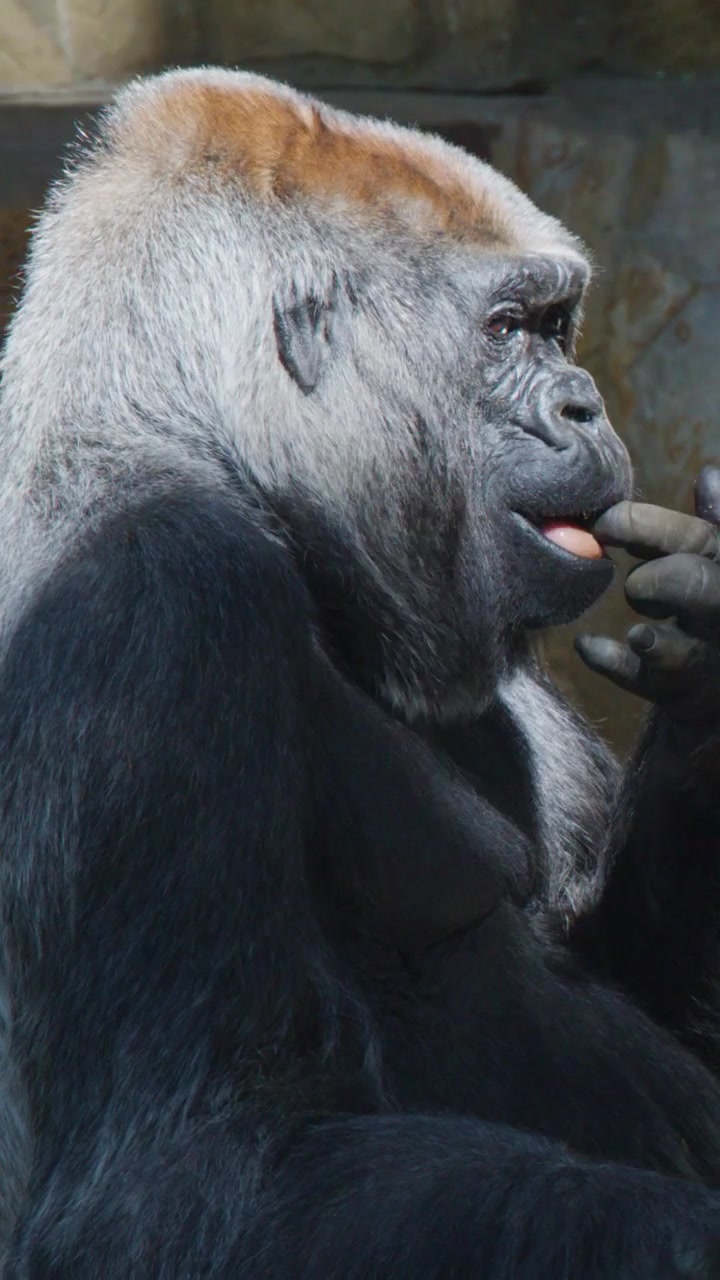 Un gorilla silverback è seduto di profilo, che si pulisce mentre è illuminato da una morbida luce solare naturale.