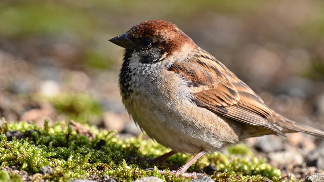 Et nærbillede af en spurv, fanget i dens naturlige habitat, der fremviser dens unikke fjer mønstre og farver midt i frodigt grønt på jorden