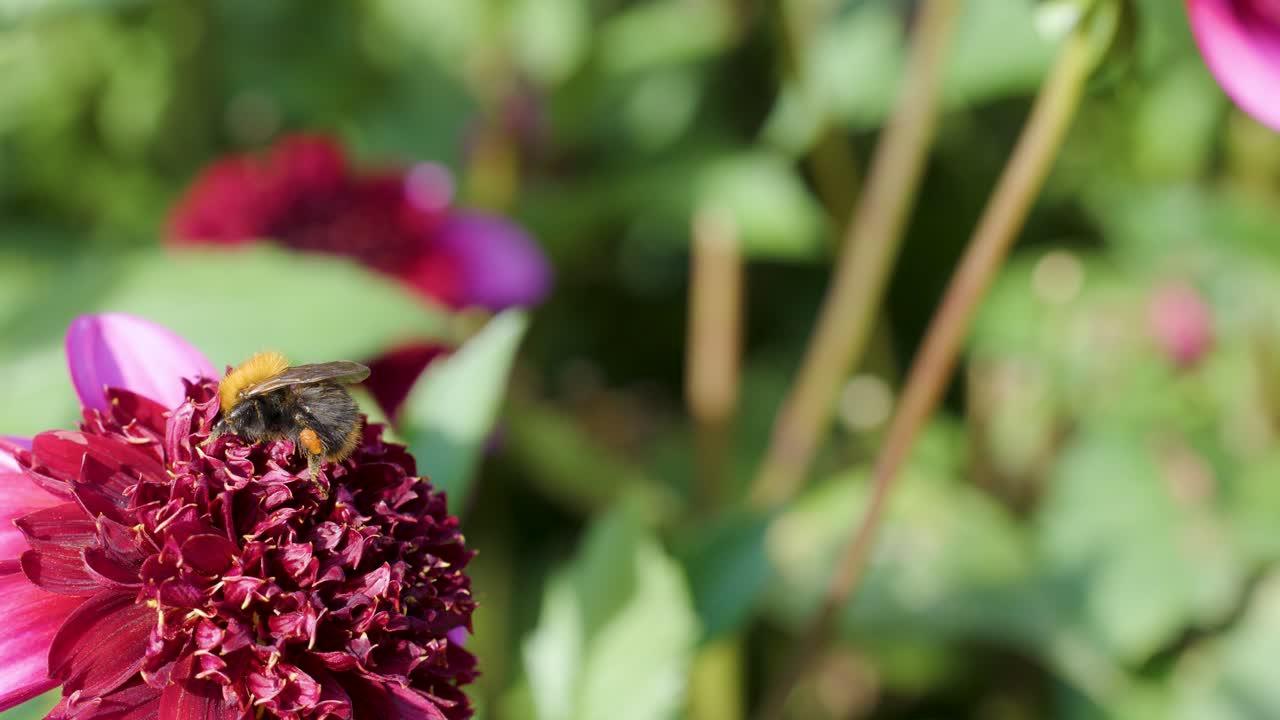 Bumblebee gathers nectar and pollen on vibrant pink flower, natural daylight, shallow depth of field