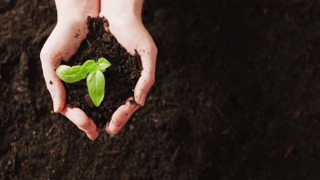 overhead video of hands of caucasian person cupping green seedling in dark soil, with copy space
