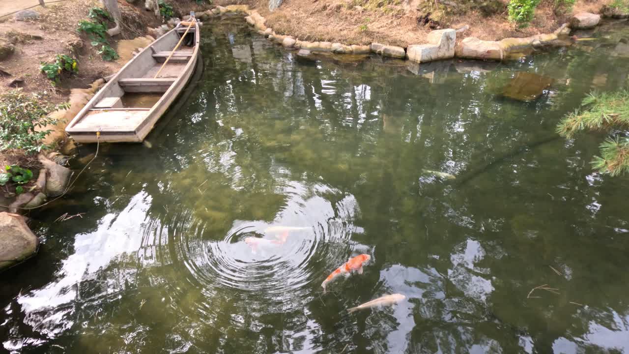 연못 에 서 있는 rowboat 근처 에서 수영 하는 koi 물고기