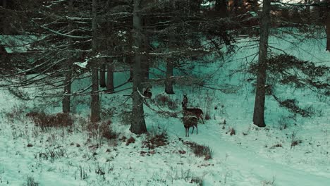 Hirschfamilie-Zwischen-Malerischen-Immergrünen-Bäumen-Und-Schneebedeckten-Büschen-Vor-Einem-Großen-Historischen-Herrenhaus-In-Einer-Malerischen-Winterkomposition-Aus-Natur-Und-Struktur