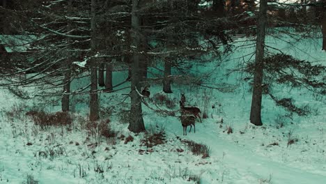 family of deer among quaint evergreen trees and snow covered brush in front of a large historic mansion in a scenic winter composition of nature and structure