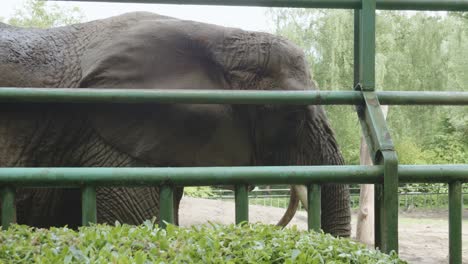 un elefante africano detrás de una cerca de metal en el zoológico de gdansk, polonia - primer plano