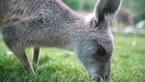 canguro gris oriental comiendo hierba verde fresca - primer plano