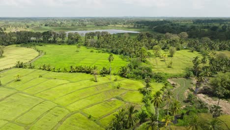 Aerial-footage-of-paddy-fields-and-water-tanks-offers-a-serene-and-structured-view-of-rural-agriculture,-showcasing-the-harmony-between-human-agricultural-practices-and-natural-landscapes