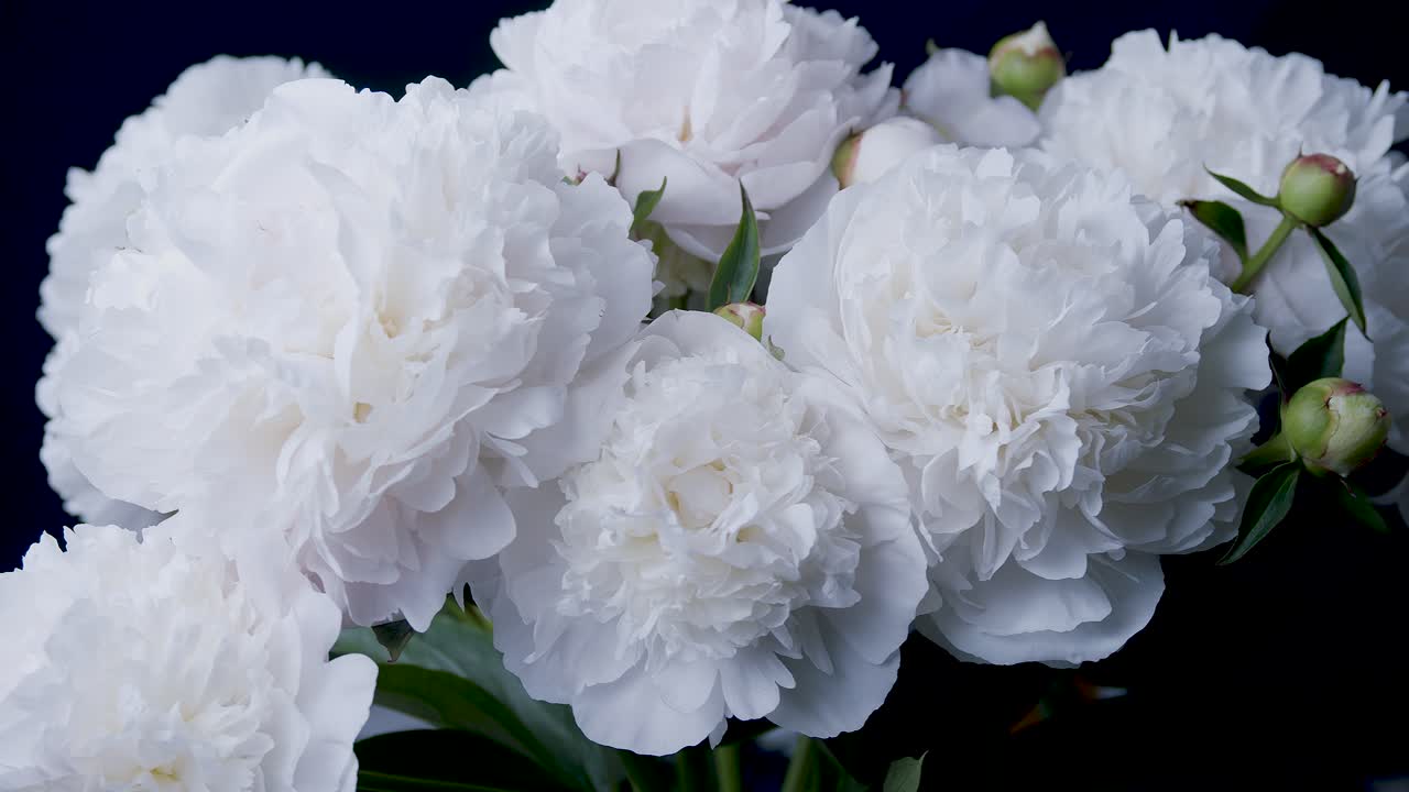 белые пионы в студии крупным планом раздвижной вращающийся дисплей