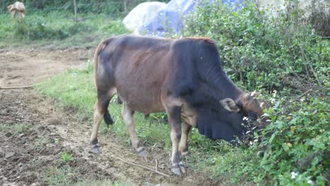 hunchback cow in vietnam grazing grass